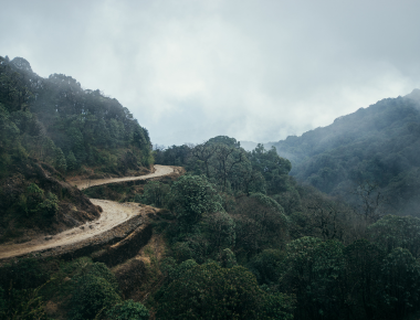 Using Metaphors from Nature in Walk and Talk Therapy