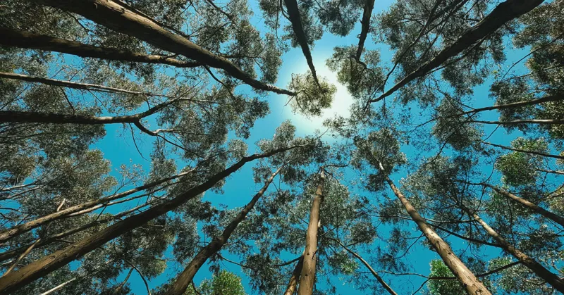 Bh Blog How Ecotherapy Informed EMDR Deepens Trauma Healing 1200X628