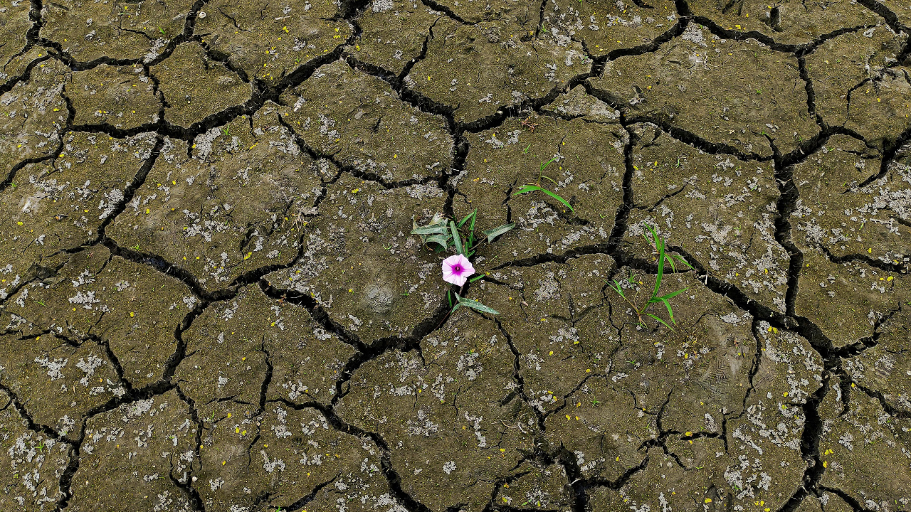 Lonely Flower Amid Cracked Earth In Drought