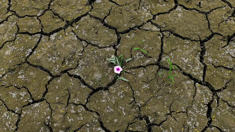 Lonely Flower Amid Cracked Earth In Drought