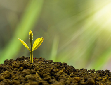 Working with Suicide Loss Survivors