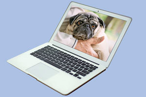 enchanting rhythm of animal wheezes and snorts