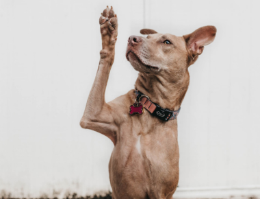 1924 20210525 113606 Blog Esa Mobile